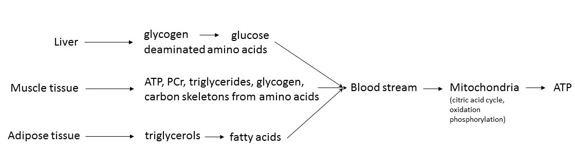 Supplementary sources of ATP