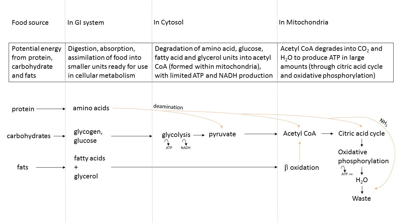 Energy metabolism stages