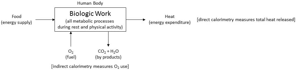Energy expenditure 1